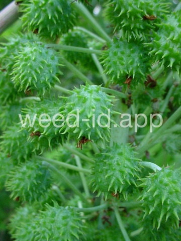 castorbean